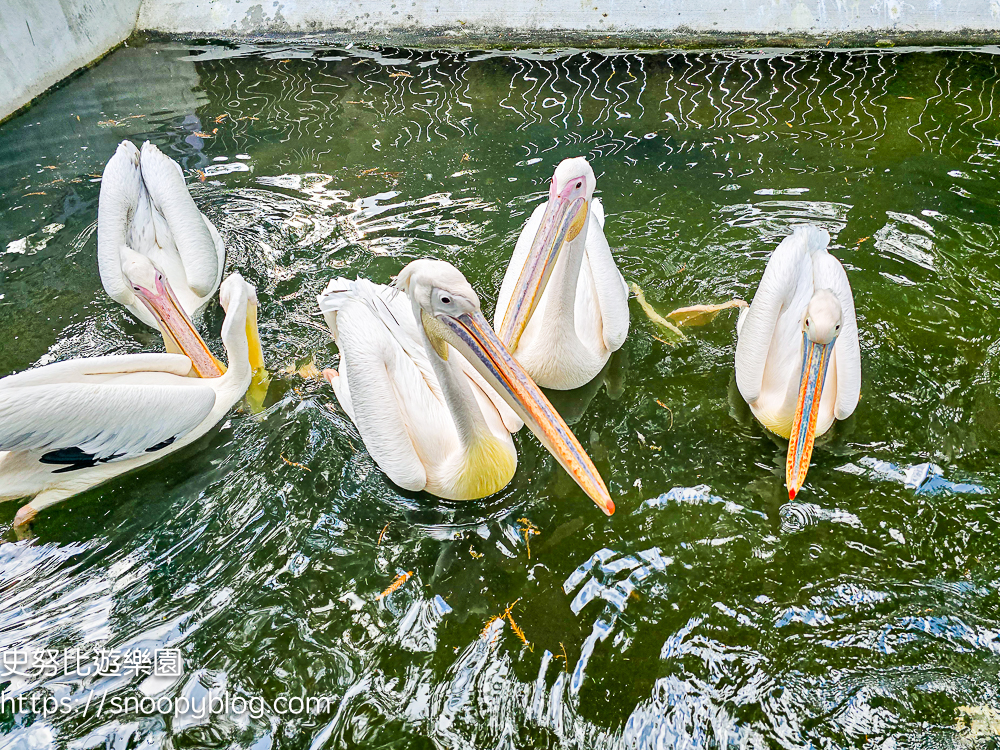 動物農場,宜蘭三星景點,宜蘭親子餐廳,宜蘭農場