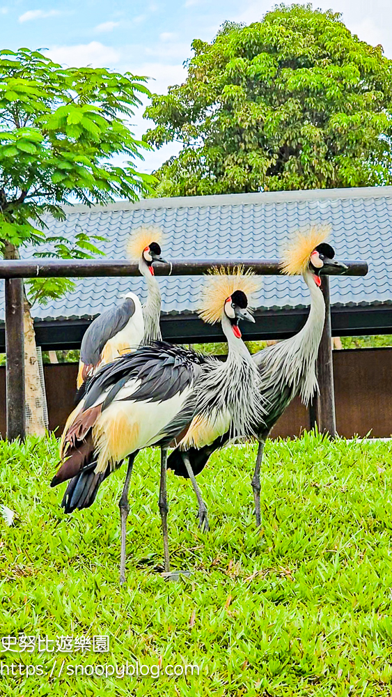 動物農場,宜蘭三星景點,宜蘭親子餐廳,宜蘭農場