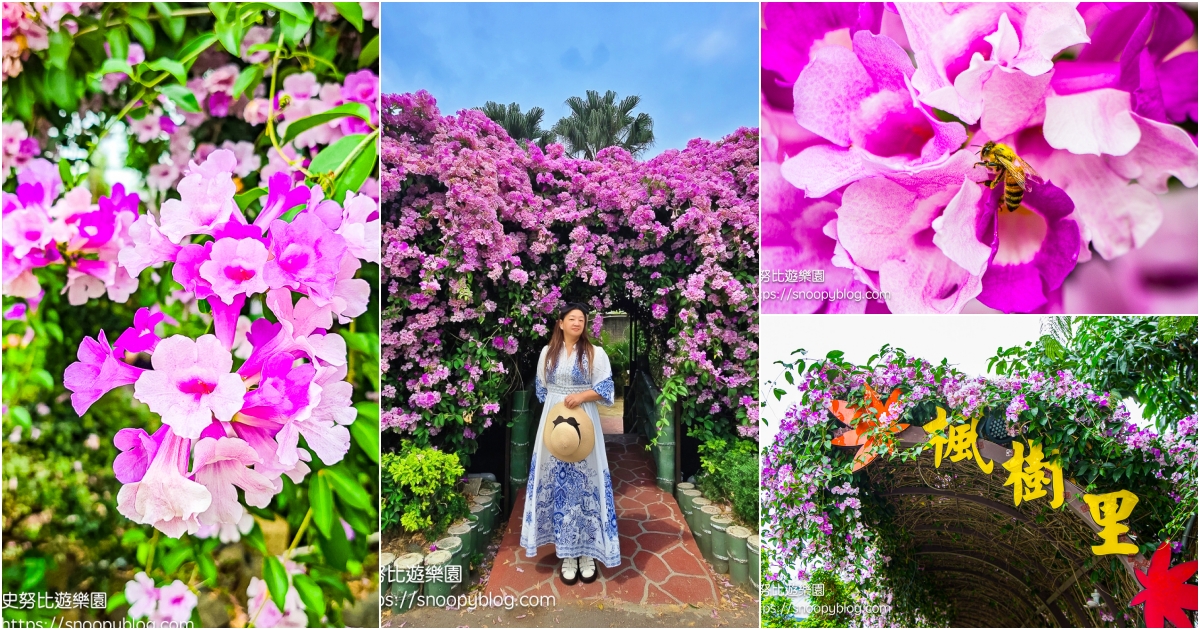 網站近期文章：【新北泰山】泰山楓樹河濱公園蒜香藤｜季節限定的紫色浪漫，賞花時間、交通資訊都幫你整理好了