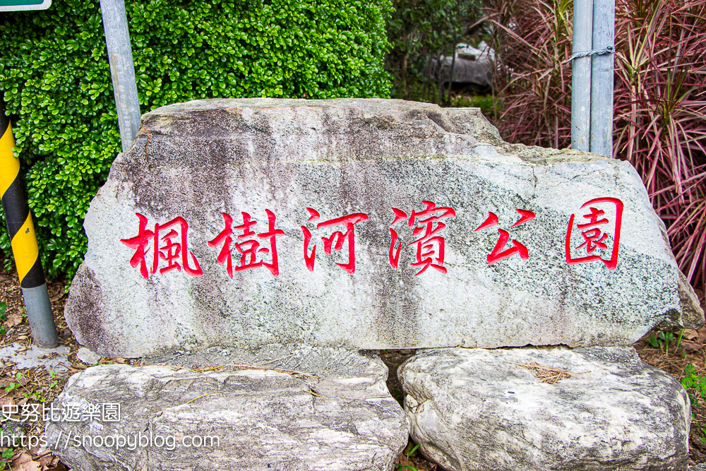 台北賞花,泰山景點,蒜香藤