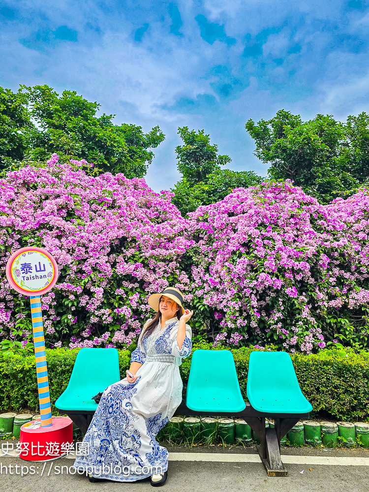 台北賞花,泰山景點,蒜香藤 台北賞花,泰山景點,蒜香藤