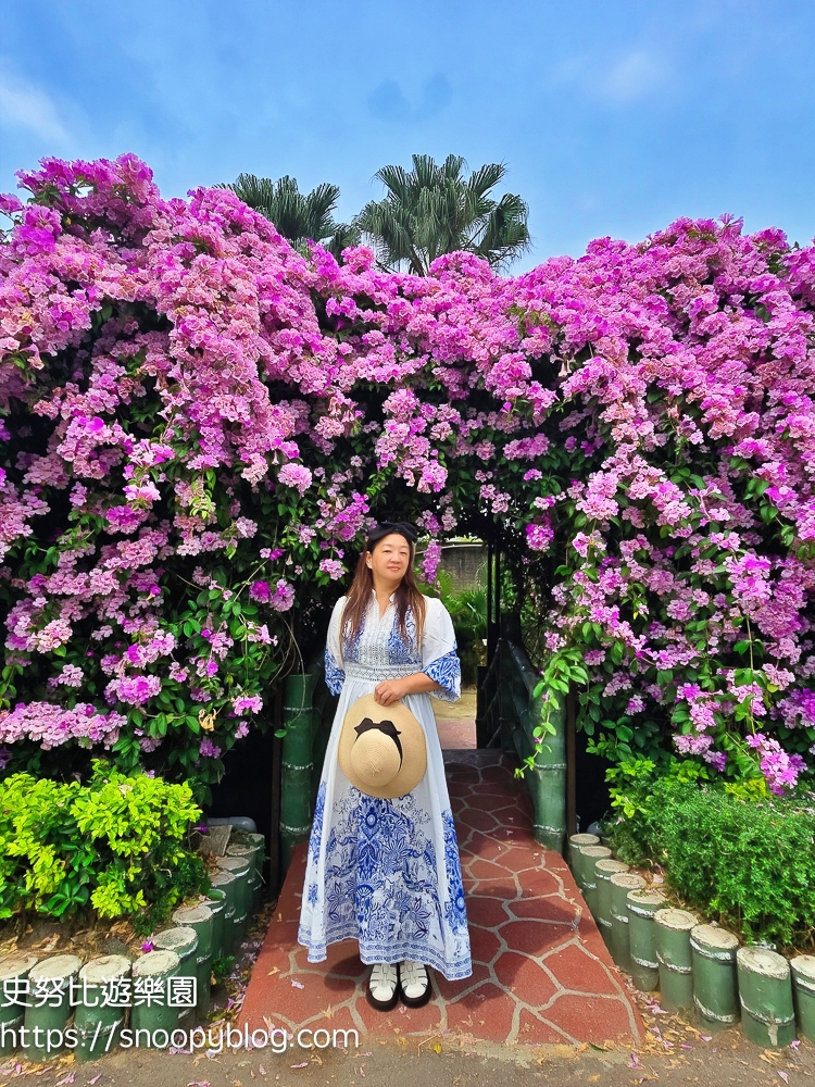 台北賞花,泰山景點,蒜香藤