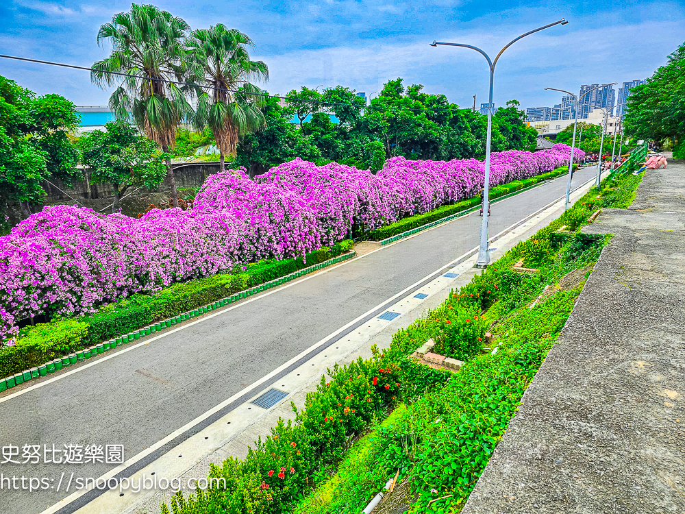台北賞花,泰山景點,蒜香藤 台北賞花,泰山景點,蒜香藤