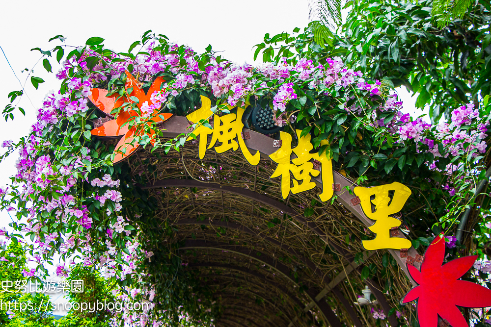 台北賞花,泰山景點,蒜香藤 台北賞花,泰山景點,蒜香藤