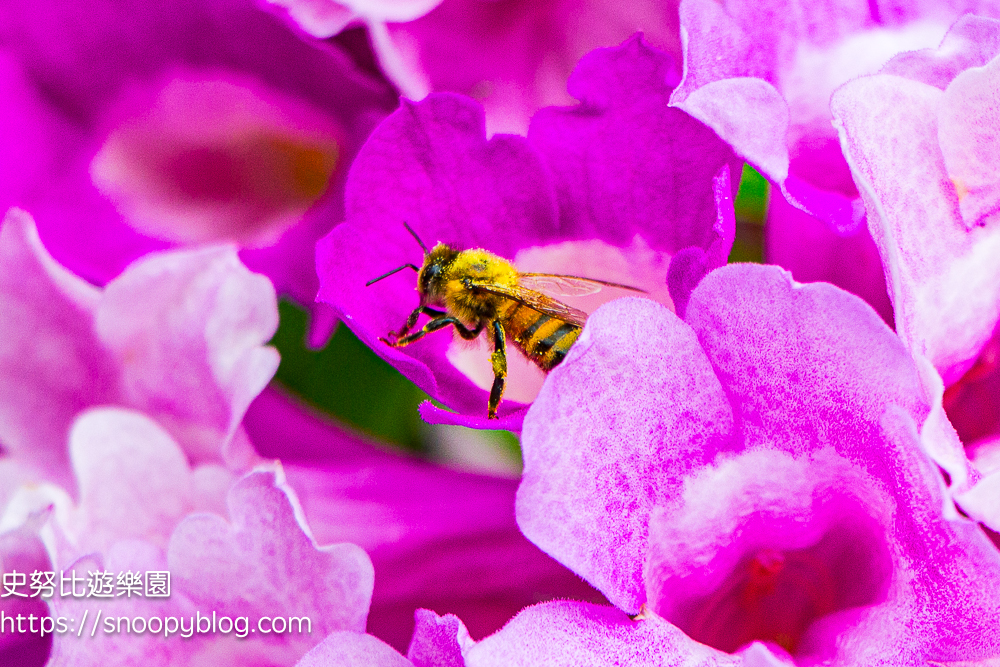 台北賞花,泰山景點,蒜香藤
