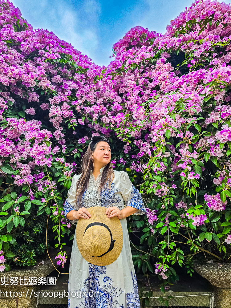 台北賞花,泰山景點,蒜香藤 台北賞花,泰山景點,蒜香藤