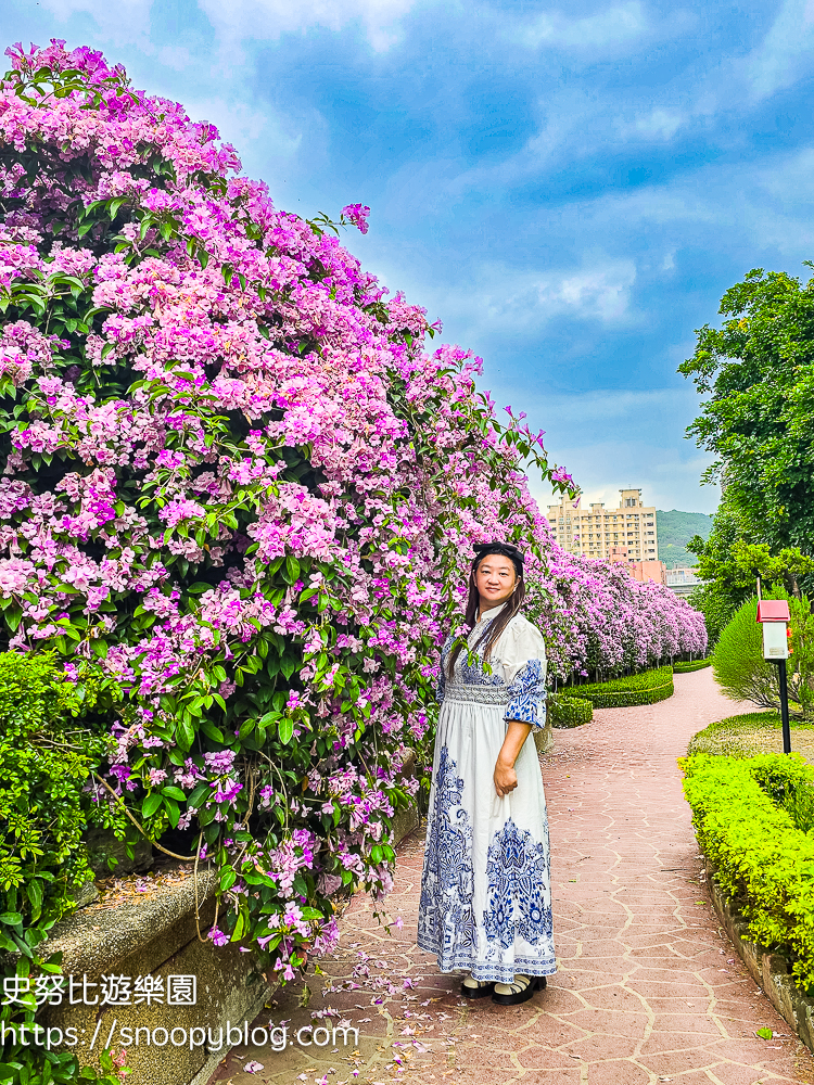 台北賞花,泰山景點,蒜香藤 台北賞花,泰山景點,蒜香藤