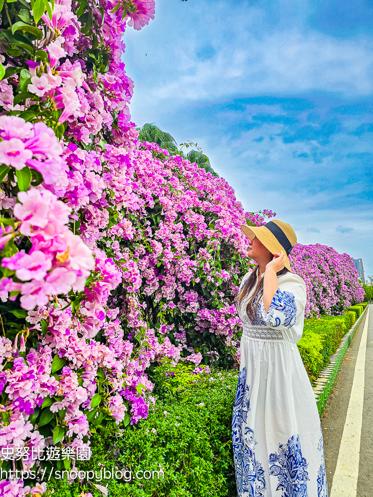 台北賞花,泰山景點,蒜香藤 台北賞花,泰山景點,蒜香藤