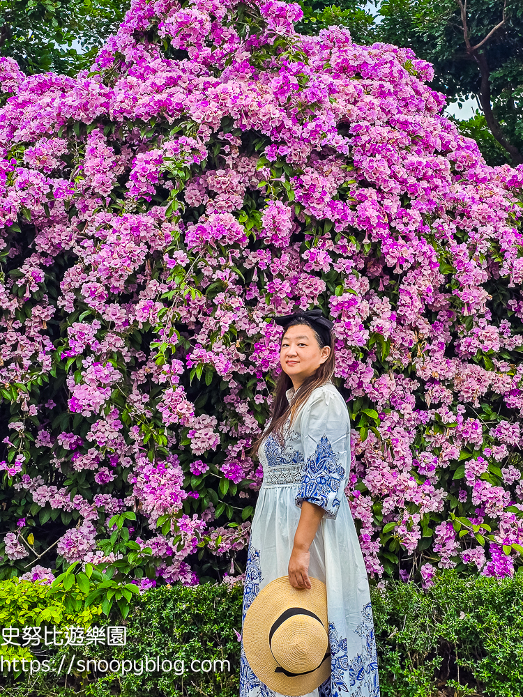 台北賞花,泰山景點,蒜香藤 台北賞花,泰山景點,蒜香藤