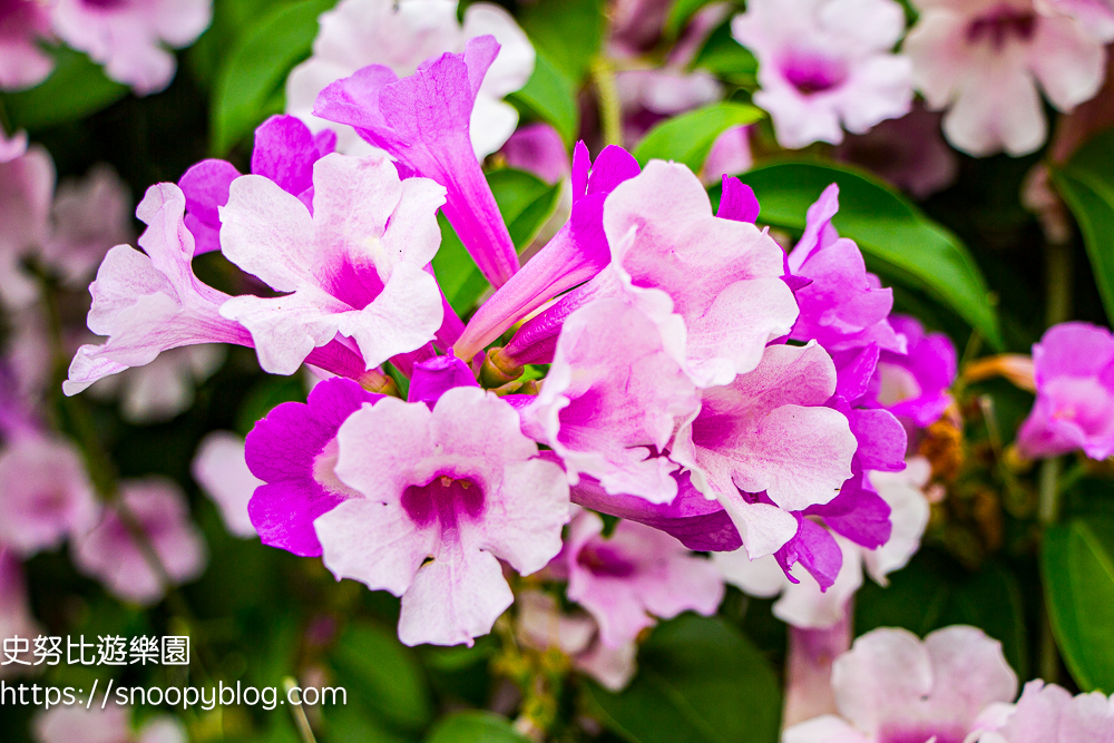 台北賞花,泰山景點,蒜香藤