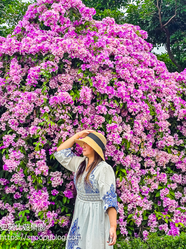 台北賞花,泰山景點,蒜香藤 台北賞花,泰山景點,蒜香藤