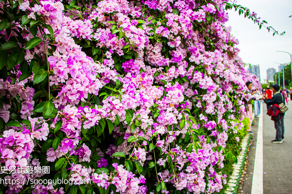 台北賞花,泰山景點,蒜香藤 台北賞花,泰山景點,蒜香藤