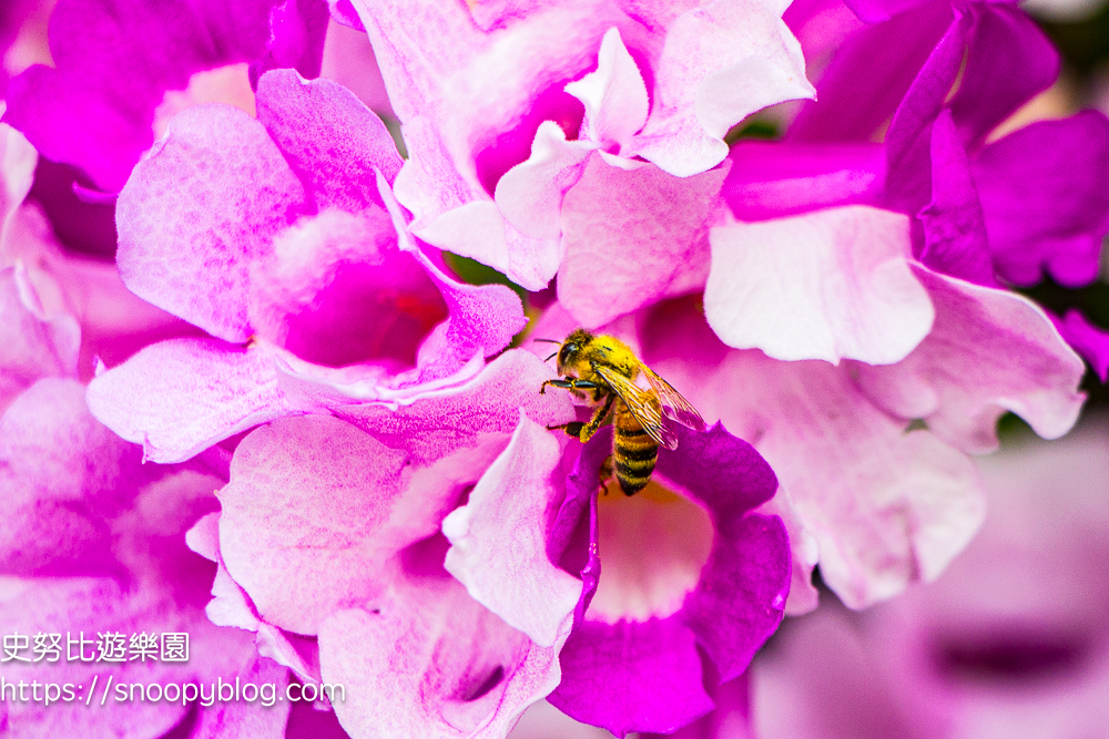 台北賞花,泰山景點,蒜香藤 台北賞花,泰山景點,蒜香藤