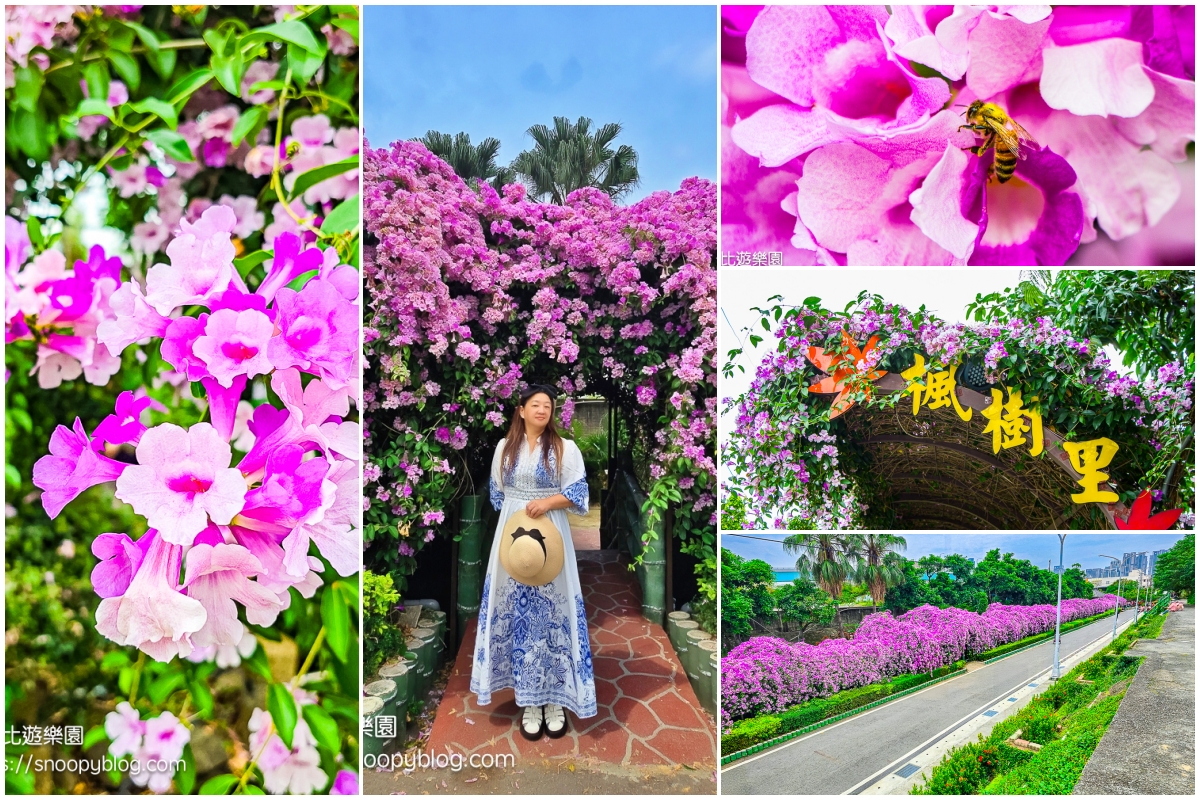 台北賞花,泰山景點,蒜香藤 台北賞花,泰山景點,蒜香藤
