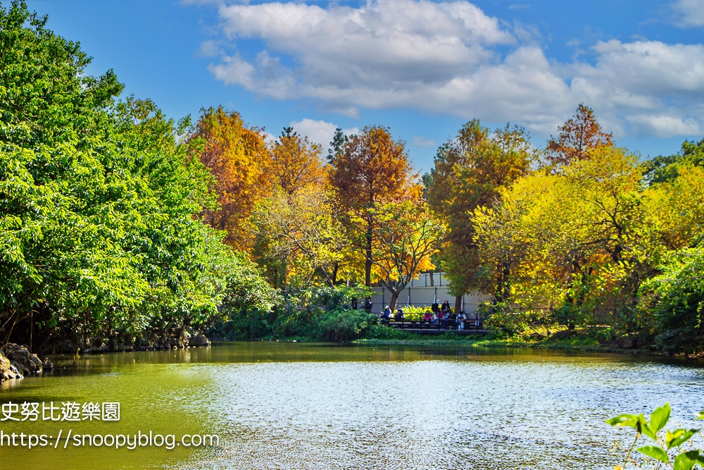 台北景點,台北落羽松,台北賞花景點