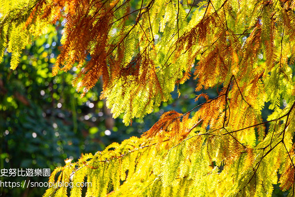 台北景點,台北落羽松,台北賞花景點