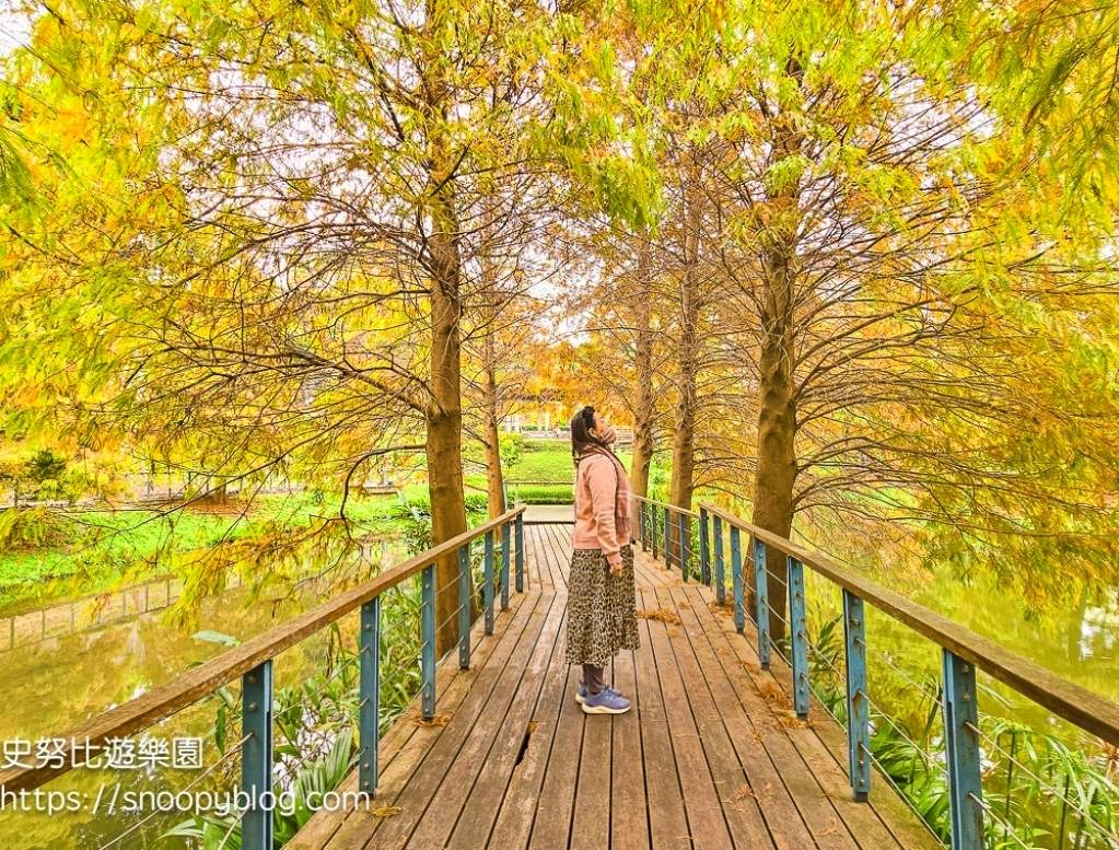 桃園景點,桃園賞花,落羽松,龜山景點