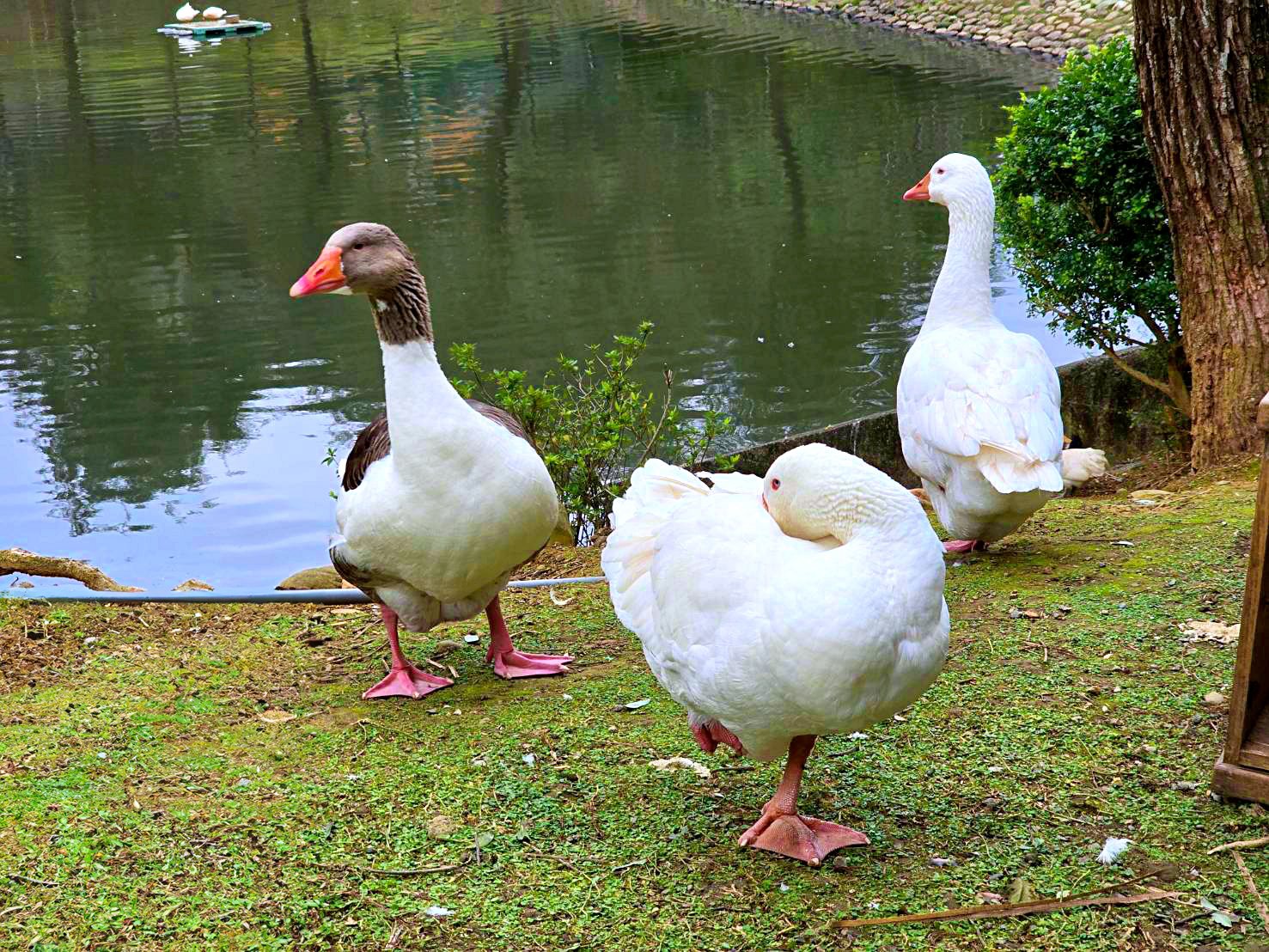 桃園景點,桃園賞花,落羽松,龜山景點