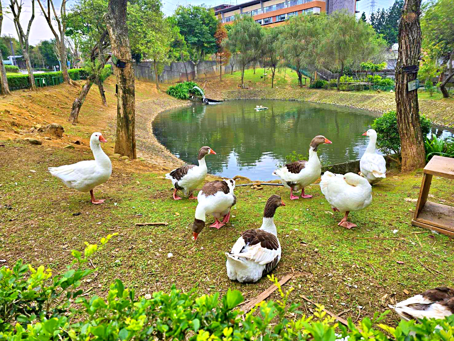 桃園景點,桃園賞花,落羽松,龜山景點