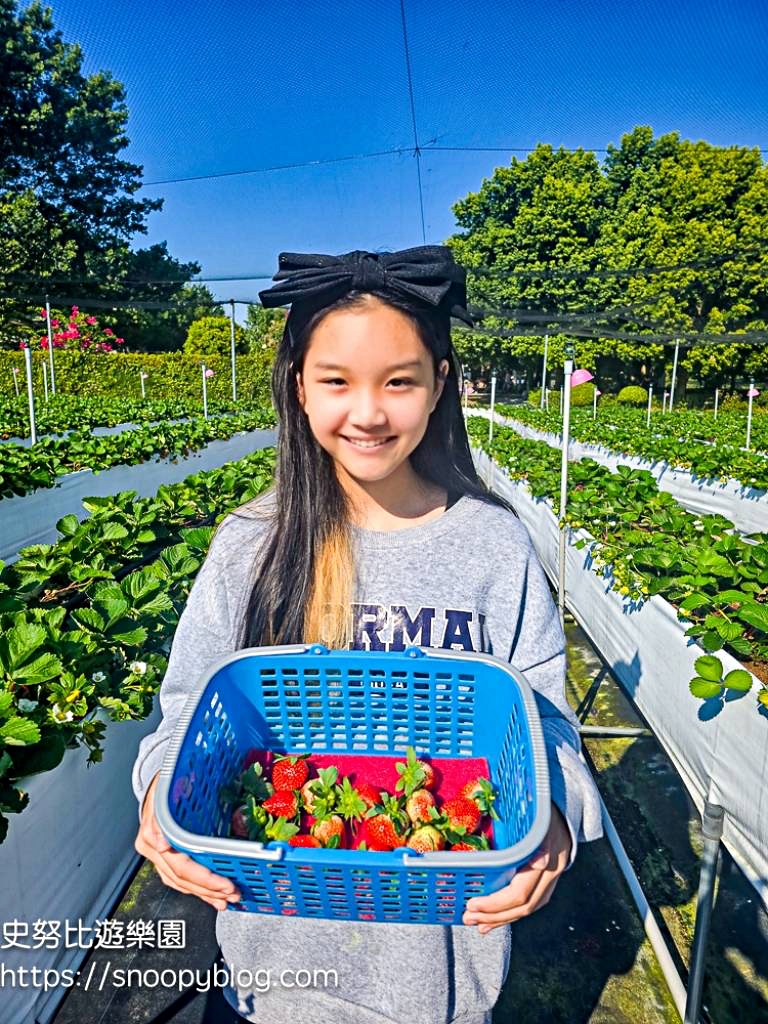 大湖採草莓,大湖景點,採草莓,苗栗親子景點