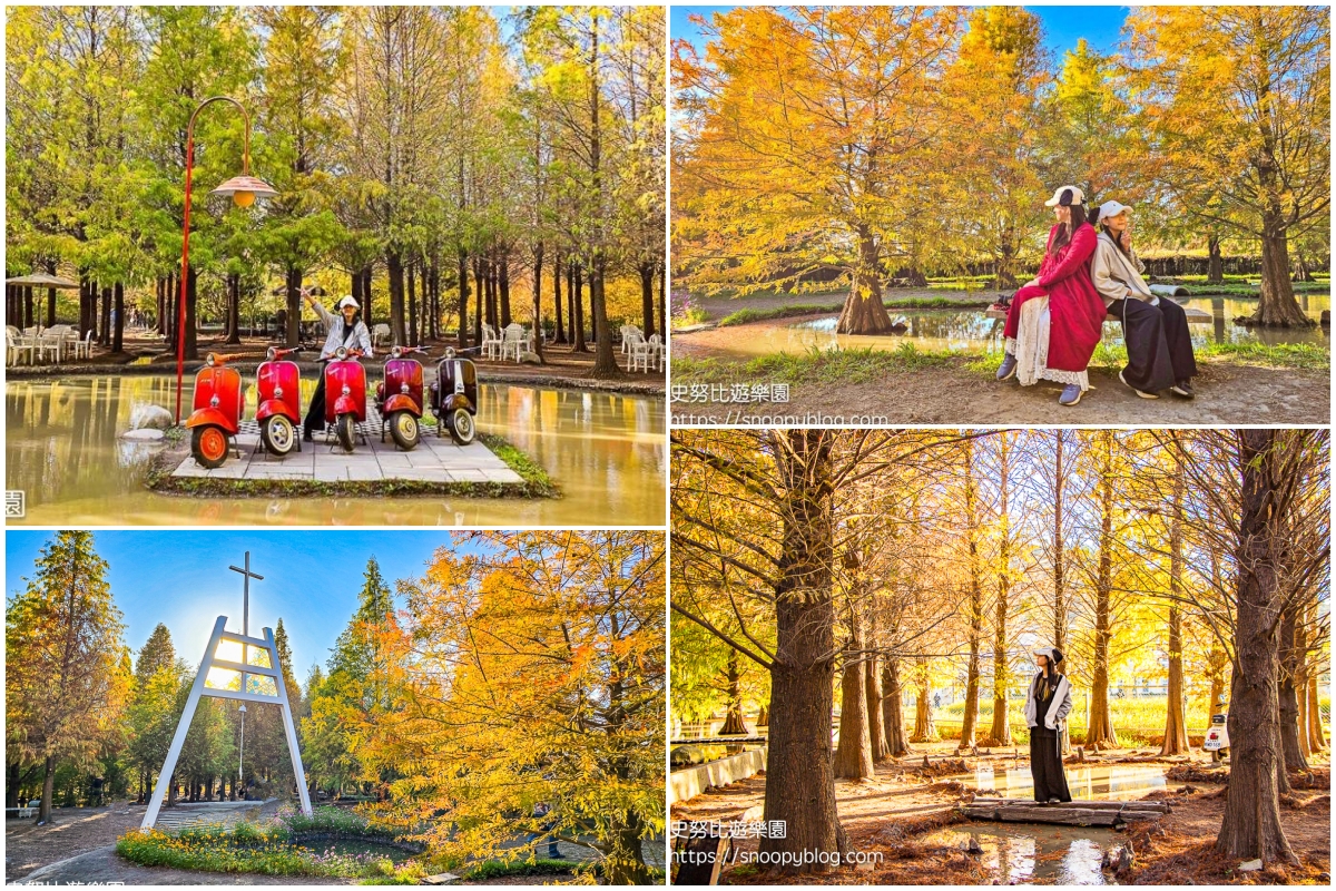 台中景點,后里景點,落羽松