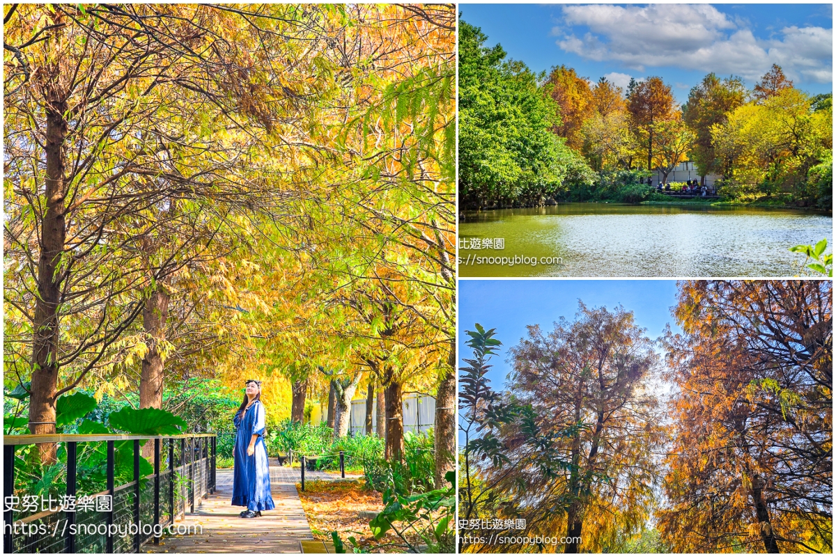 台北景點,台北落羽松,台北賞花景點 台北景點,台北落羽松,台北賞花景點