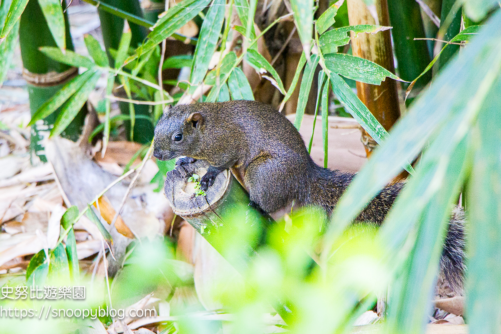 台北景點,台北落羽松,台北賞花景點 台北景點,台北落羽松,台北賞花景點