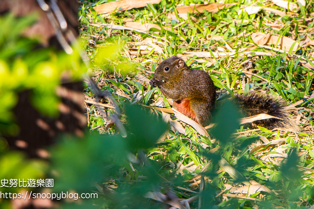台北景點,台北落羽松,台北賞花景點