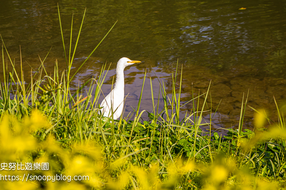 台北景點,台北落羽松,台北賞花景點 台北景點,台北落羽松,台北賞花景點
