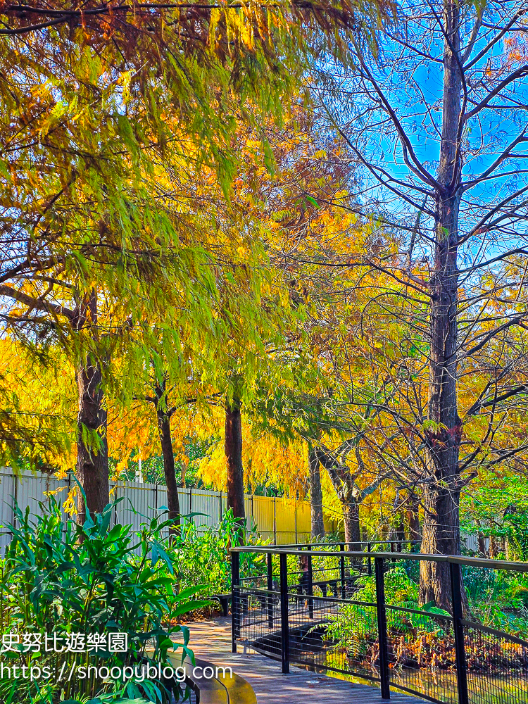 台北景點,台北落羽松,台北賞花景點 台北景點,台北落羽松,台北賞花景點