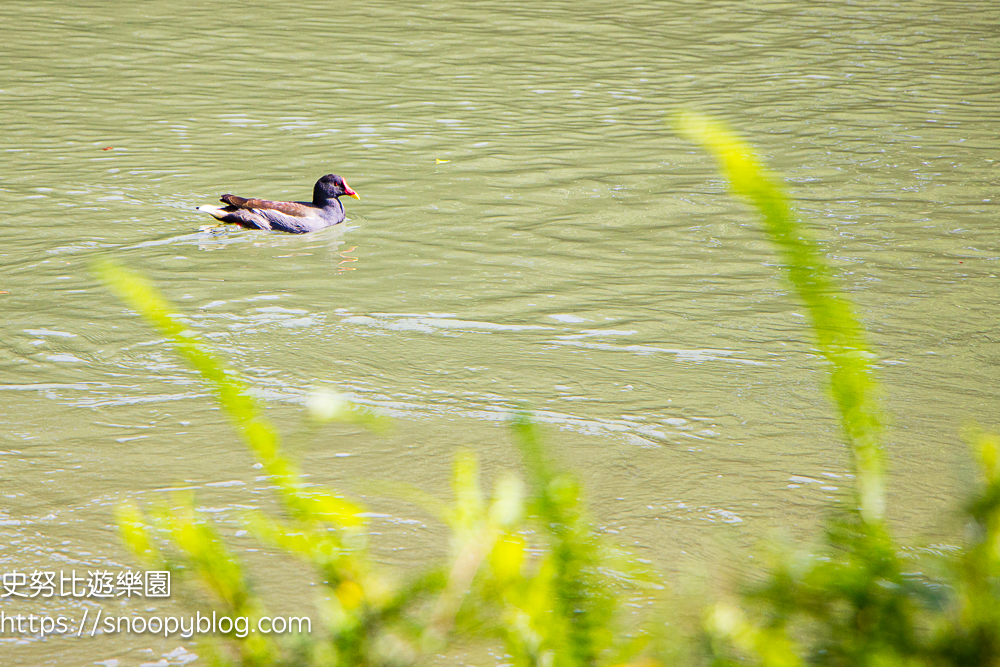 台北景點,台北落羽松,台北賞花景點 台北景點,台北落羽松,台北賞花景點
