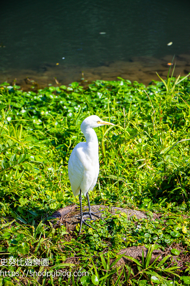 台北景點,台北落羽松,台北賞花景點 台北景點,台北落羽松,台北賞花景點