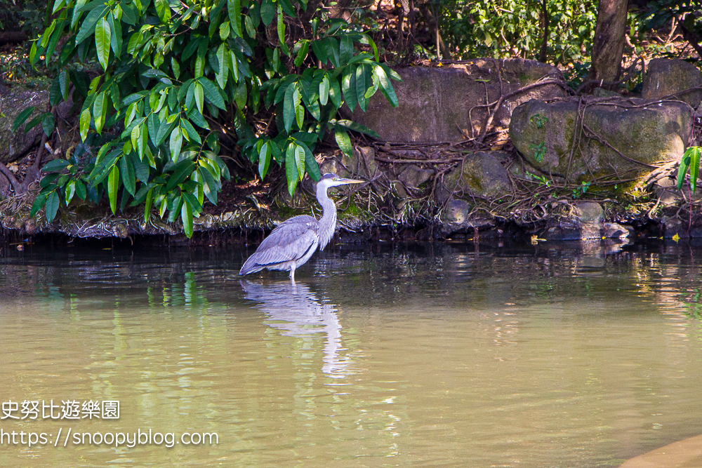 台北景點,台北落羽松,台北賞花景點 台北景點,台北落羽松,台北賞花景點