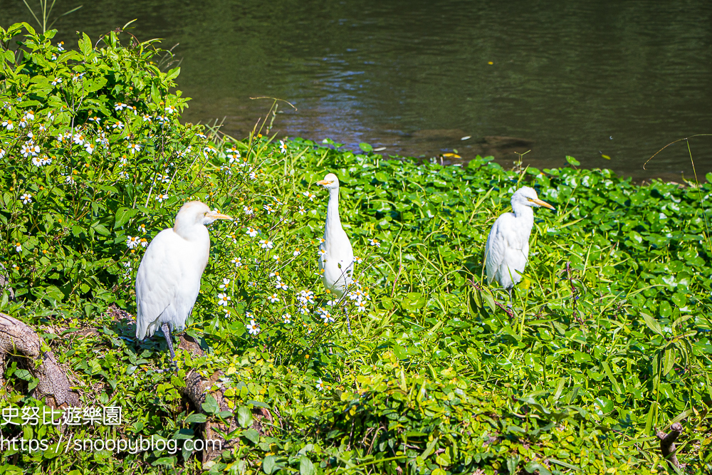 台北景點,台北落羽松,台北賞花景點