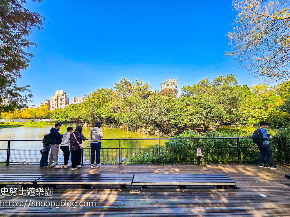 台北景點,台北落羽松,台北賞花景點 台北景點,台北落羽松,台北賞花景點