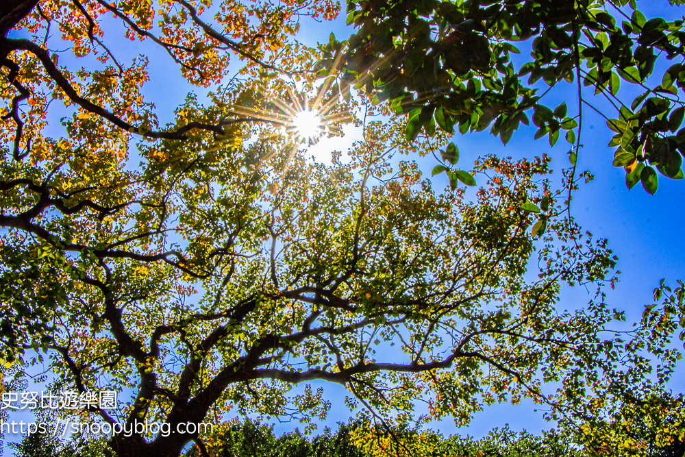 台北景點,台北落羽松,台北賞花景點 台北景點,台北落羽松,台北賞花景點