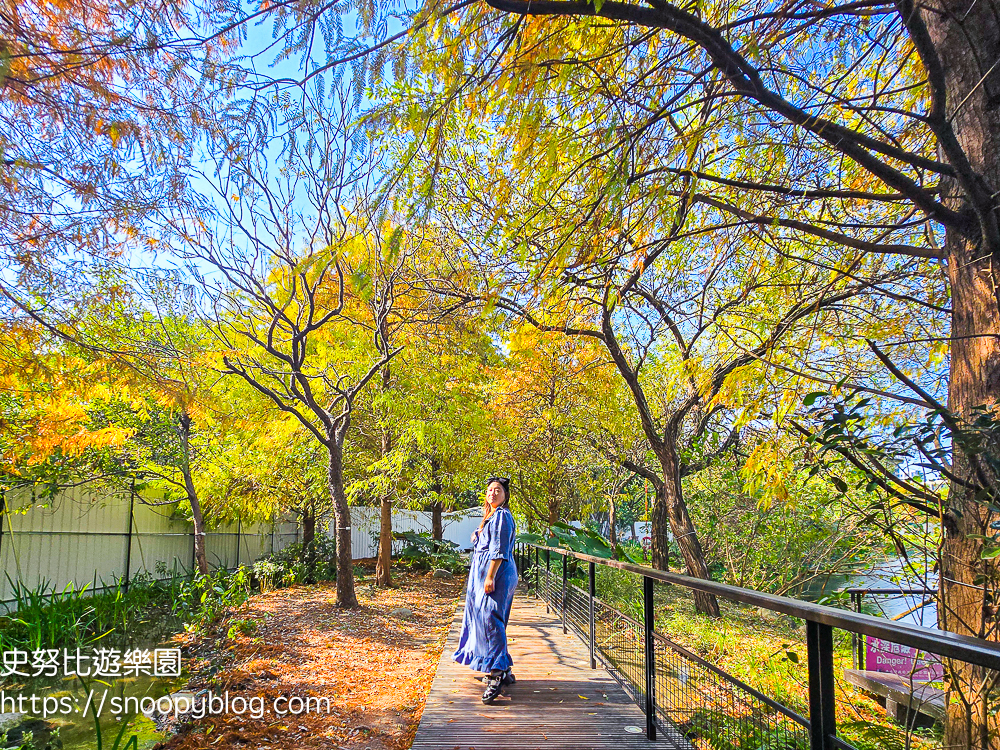 台北景點,台北落羽松,台北賞花景點 台北景點,台北落羽松,台北賞花景點