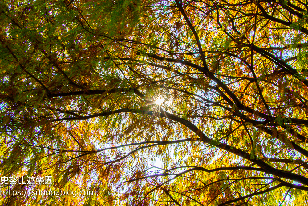 台北景點,台北落羽松,台北賞花景點