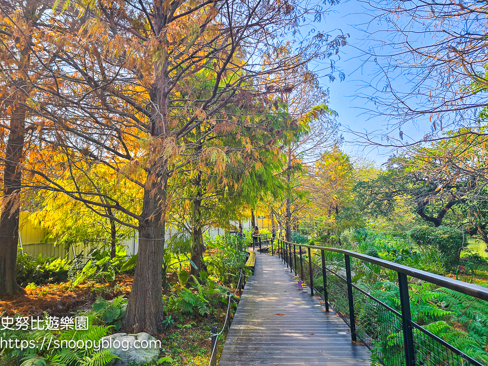 台北景點,台北落羽松,台北賞花景點