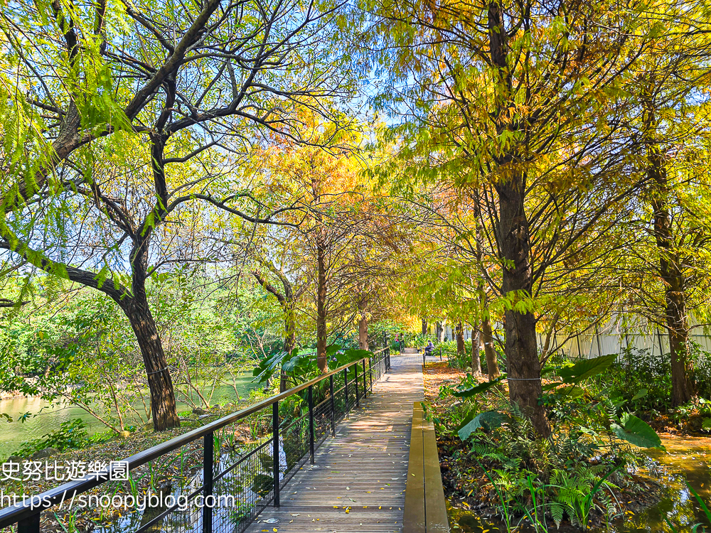 台北景點,台北落羽松,台北賞花景點 台北景點,台北落羽松,台北賞花景點