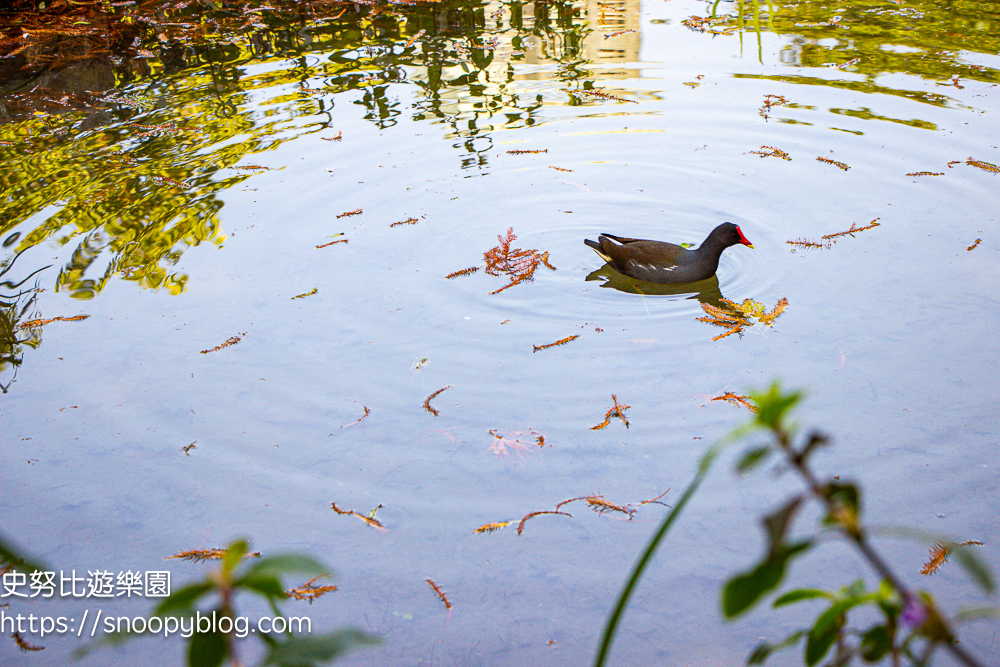 台北景點,台北落羽松,台北賞花景點 台北景點,台北落羽松,台北賞花景點