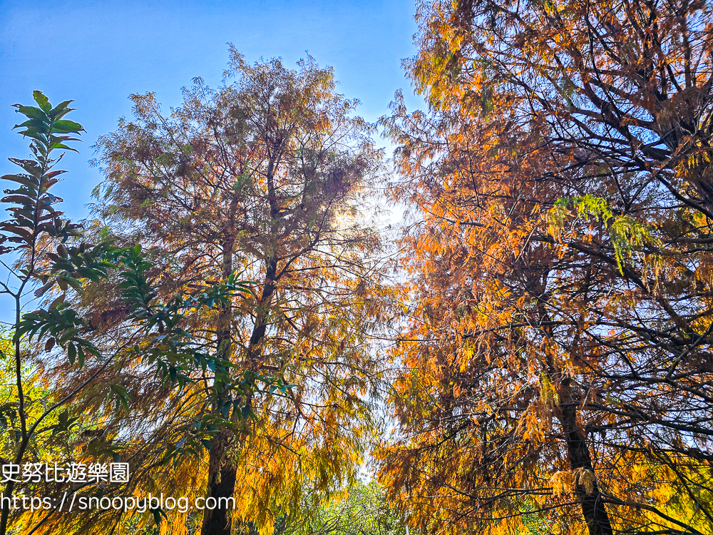 台北景點,台北落羽松,台北賞花景點