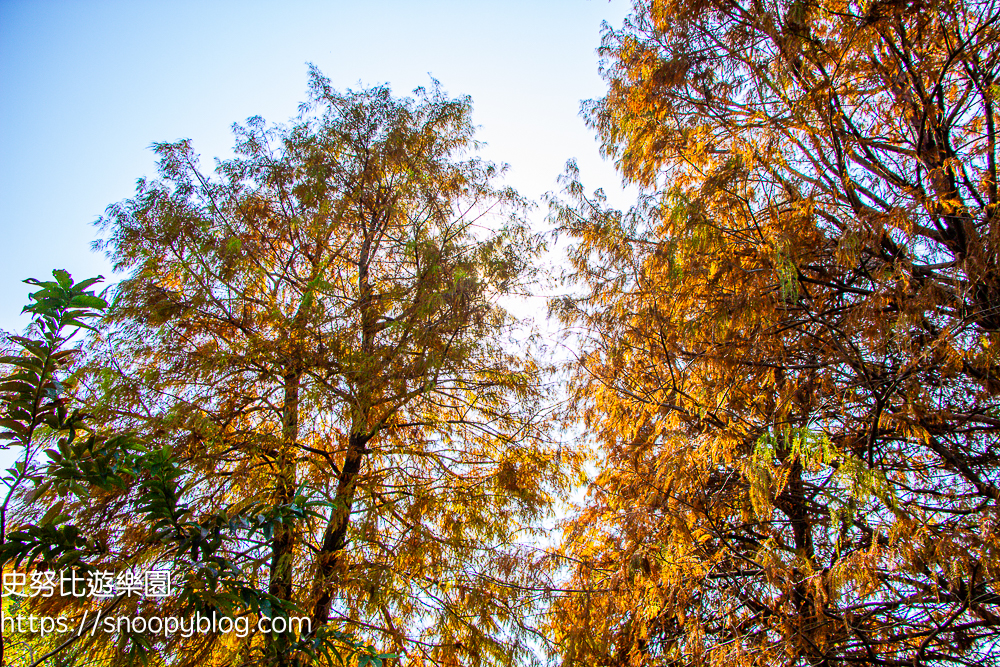 台北景點,台北落羽松,台北賞花景點