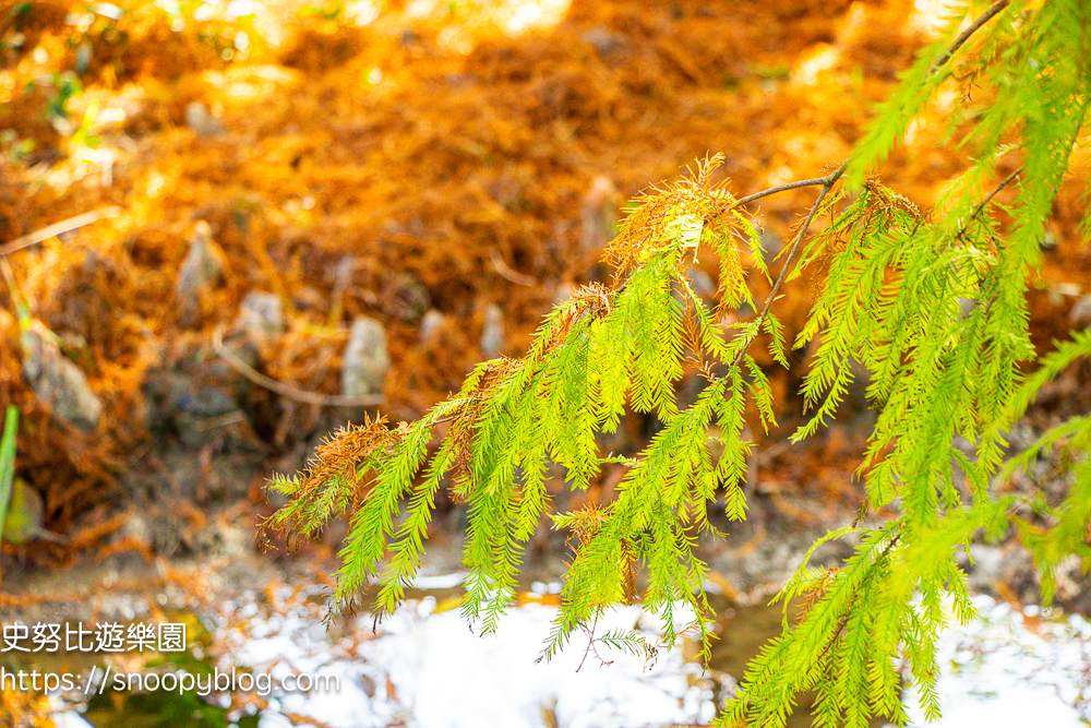 台北景點,台北落羽松,台北賞花景點