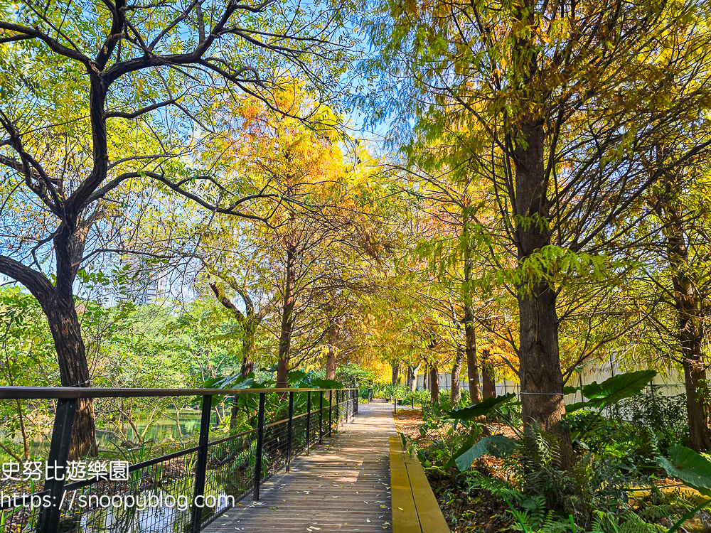 台北景點,台北落羽松,台北賞花景點 台北景點,台北落羽松,台北賞花景點
