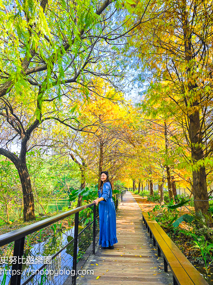 台北景點,台北落羽松,台北賞花景點 台北景點,台北落羽松,台北賞花景點