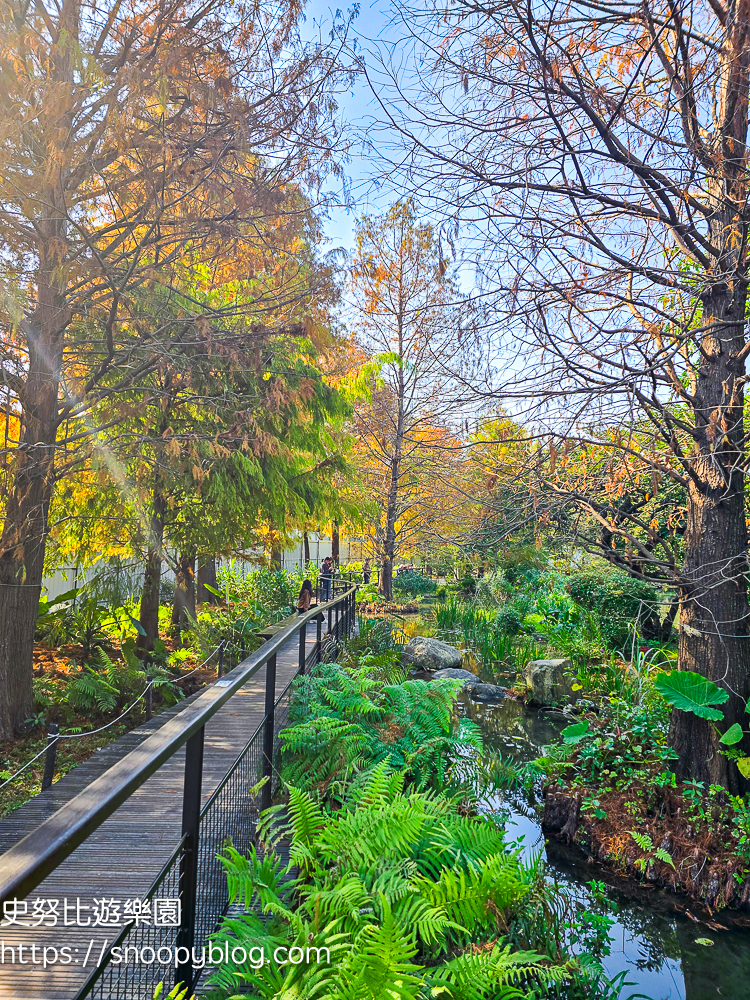 台北景點,台北落羽松,台北賞花景點 台北景點,台北落羽松,台北賞花景點