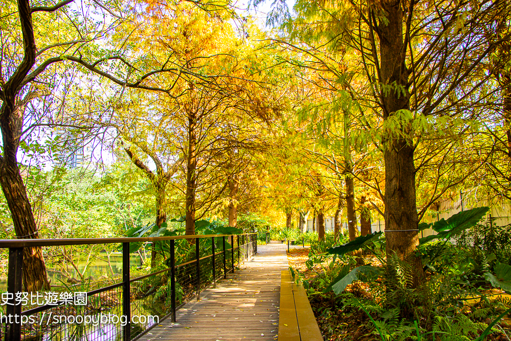 台北景點,台北落羽松,台北賞花景點 台北景點,台北落羽松,台北賞花景點