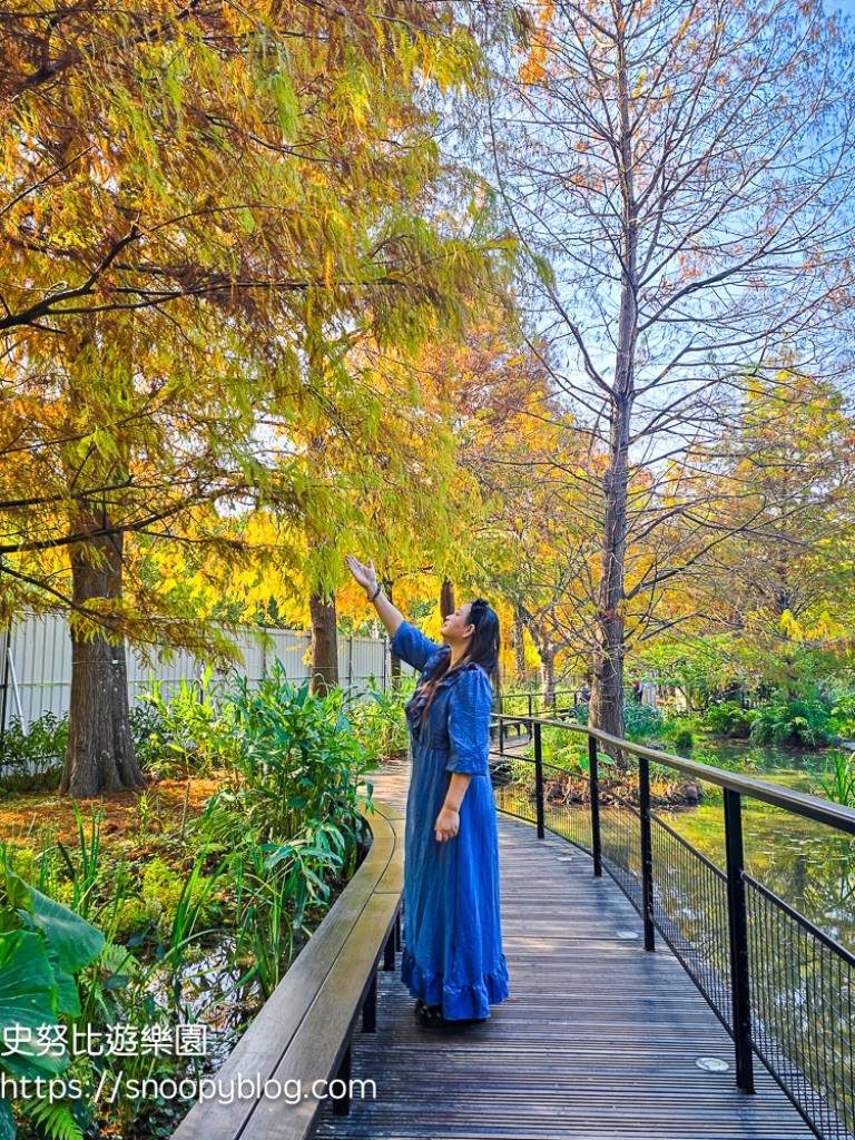 台北景點,台北落羽松,台北賞花景點 台北景點,台北落羽松,台北賞花景點