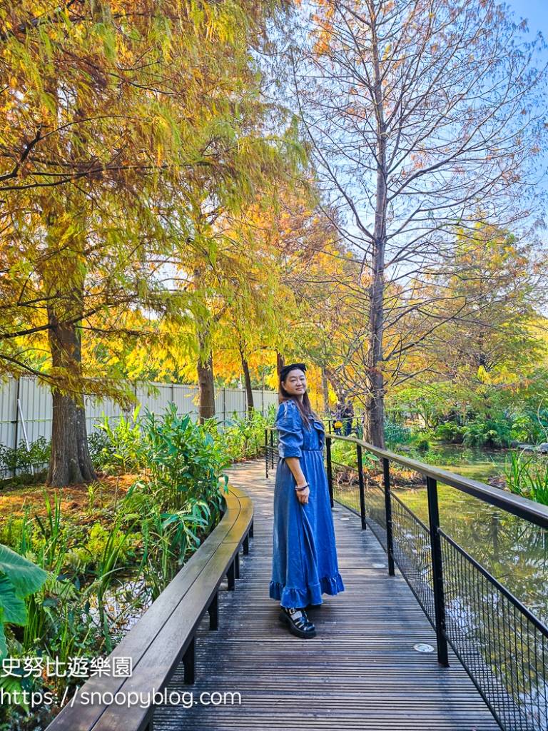 台北景點,台北落羽松,台北賞花景點 台北景點,台北落羽松,台北賞花景點